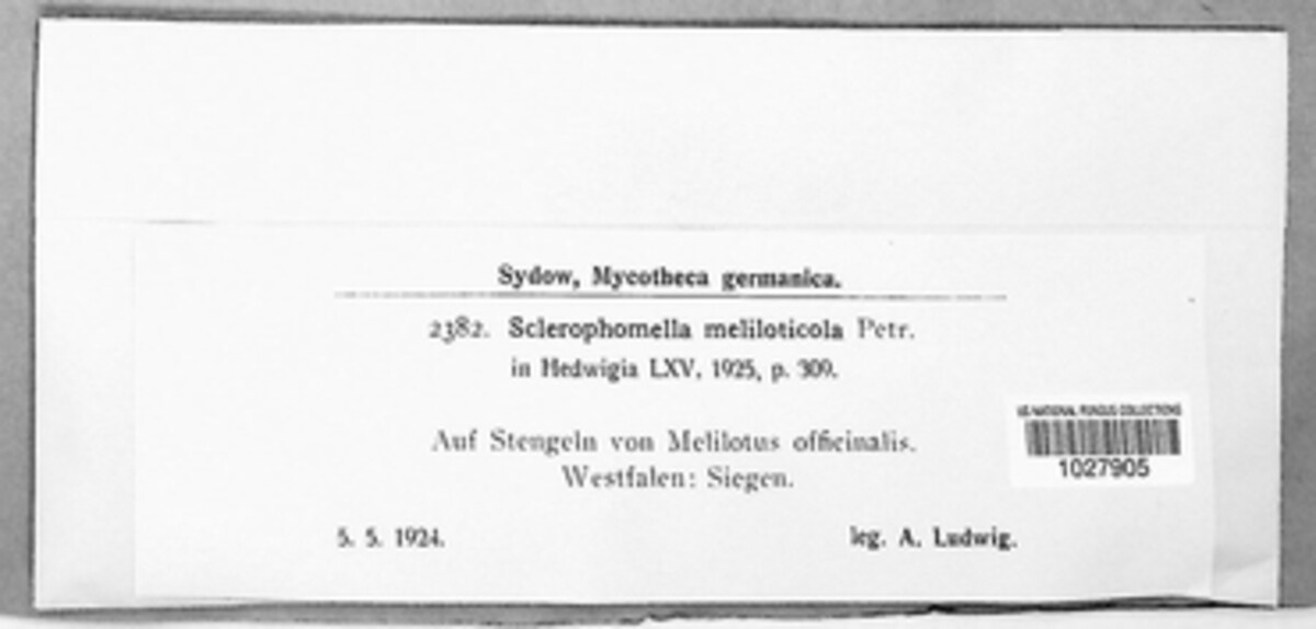 Sclerophomella meliloticola image